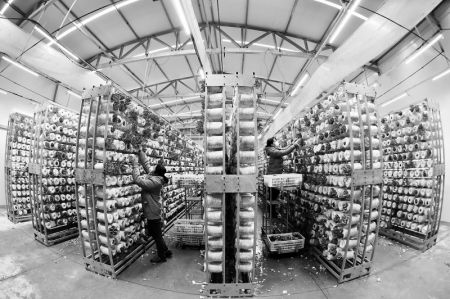 山西農(nóng)民報數(shù)字報