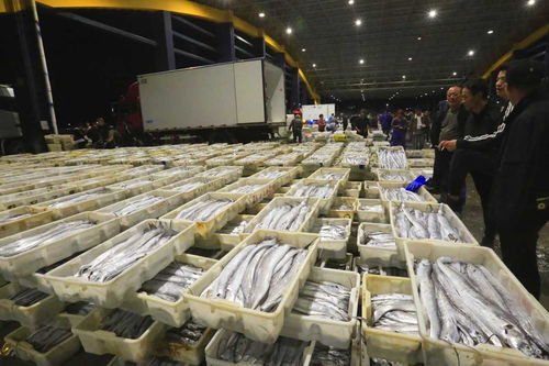 寒潮來襲，石浦水產(chǎn)城交易忙 冷鏈物流與“冰火”購銷的春節(jié)前奏